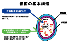 脂質膜を透過し酸化